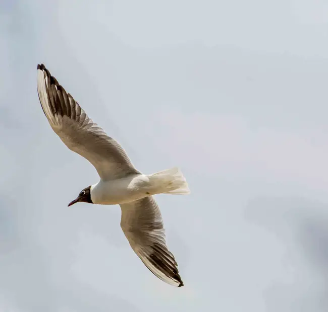 Seagull